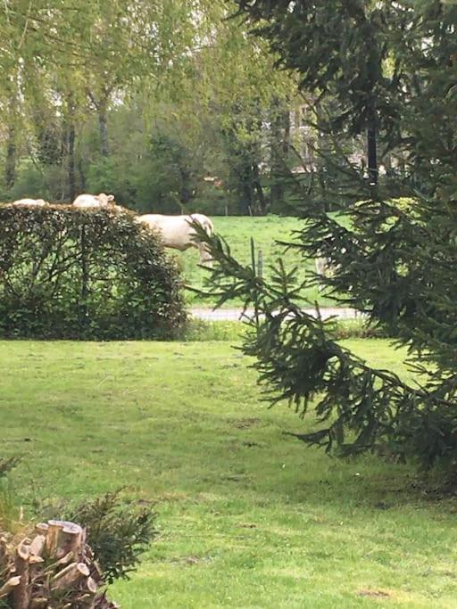 Cottage De Charme A La Campagne Aulnoy Exteriér fotografie
